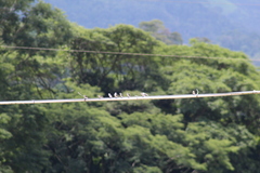 Tachycineta albilinea