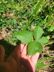 Rubus leviculus