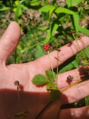 Rubus leviculus