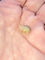 Haustorioidea