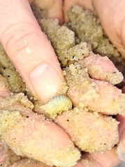 Haustorioidea