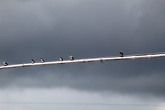 Tachycineta albilinea