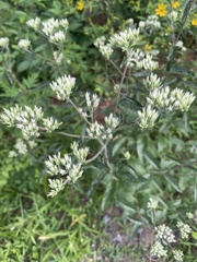 Eupatorium album
