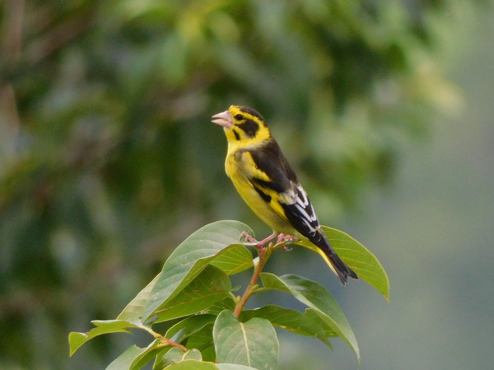 Yellow-breasted Greenfinch