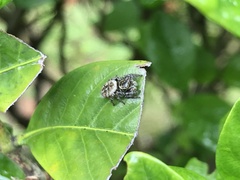 Carrhotus xanthogramma