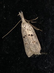 Dichomeris punctidiscellus