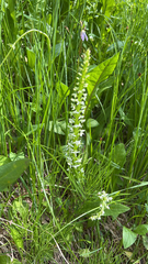 Platanthera dilatata