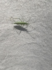 Stenodema trispinosum