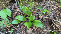 Platanthera obtusata