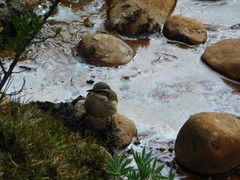 Cinclodes albiventris