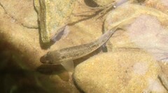 Rhinichthys obtusus