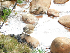 Cinclodes albiventris