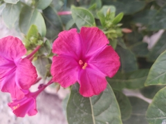 Mirabilis jalapa