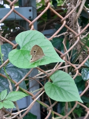 Mycalesis gotama fulginia