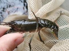 Cambarus robustus