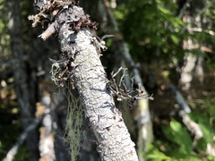 Tuckermanopsis platyphylla