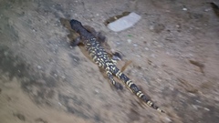 Heloderma exasperatum