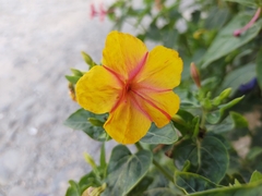 Mirabilis jalapa
