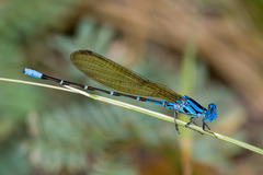 Argia rhoadsi