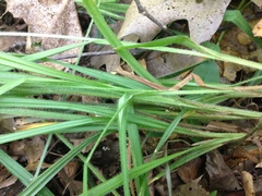 Carex hirtifolia
