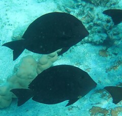 Acanthurus nigroris