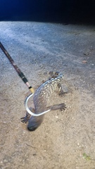 Heloderma exasperatum