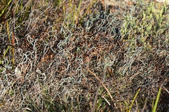 Lepidobolus drapetocoleus
