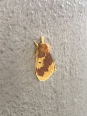 Euproctis staudingeri