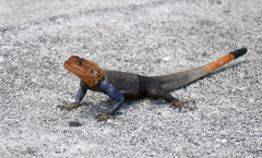 Agama picticauda