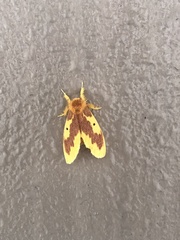 Euproctis staudingeri