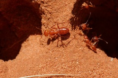 Melophorus bagoti