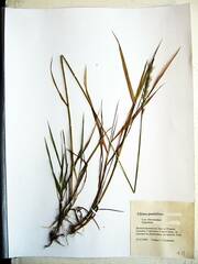 Elymus pendulinus