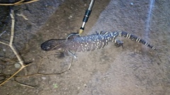 Heloderma exasperatum