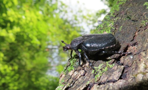 Rough Hermit Beetle photo 3