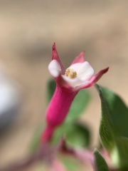 Fuchsia thymifolia