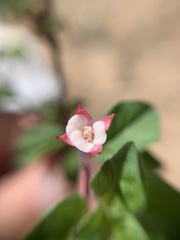 Fuchsia thymifolia