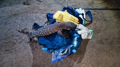 Heloderma exasperatum