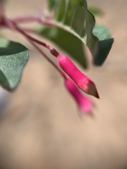 Fuchsia thymifolia