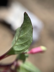 Fuchsia thymifolia
