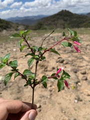 Fuchsia thymifolia