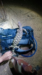 Heloderma exasperatum