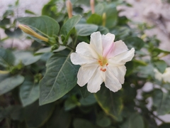 Mirabilis jalapa