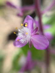 Thyrsanthemum floribundum