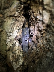 Gekko japonicus