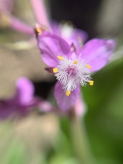 Thyrsanthemum floribundum