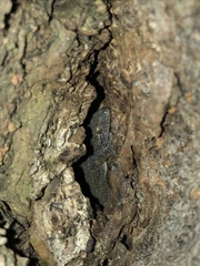 Gekko japonicus