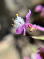 Thyrsanthemum floribundum