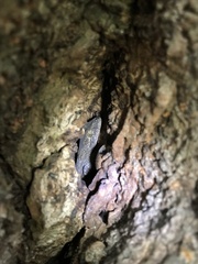 Gekko japonicus