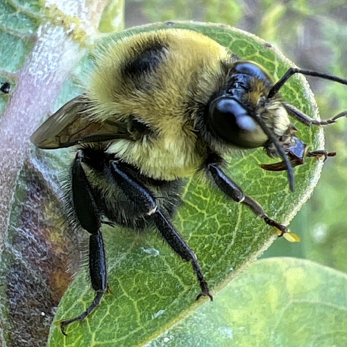 Brown-belted bumble bee