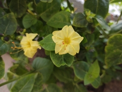 Mirabilis jalapa